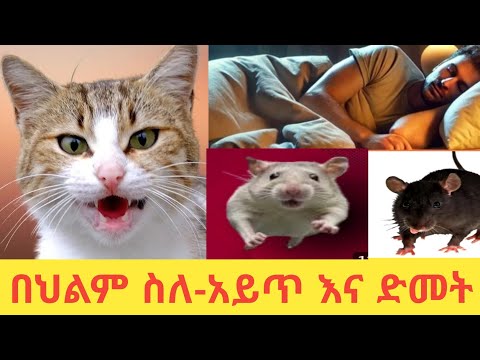 በህልም ስለ አይጥ እና ድመት ማየት የህልም ፍቺ Dream Meanineges Belig Tv