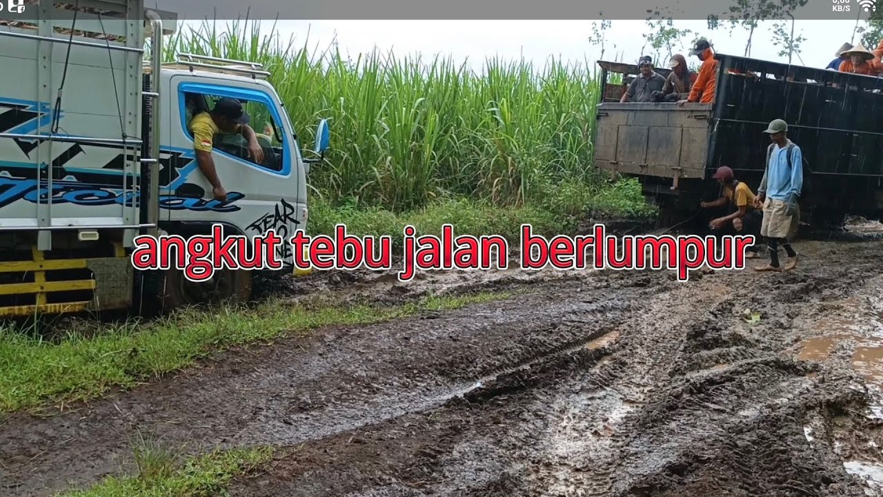 Proses,Muat tebu dipedalaman jln licin#tebu #jalanextreme#jalanlicin#offroad #4x4#sopirtruk#