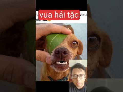 Con sen hỏi con cờ hó có thích làm vua hải tặc