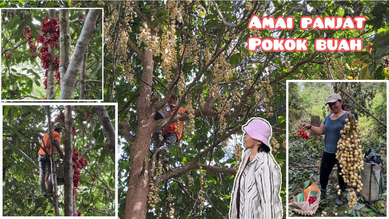 PETIK BUAH SEBELUM KE MIRI