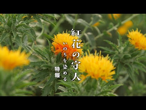 今井美樹がナレーション　紅花文化を守り継ぐ人々の姿　4年の歳月をかけて記録　ドキュメンタリー映画「紅花の守人」公開決定