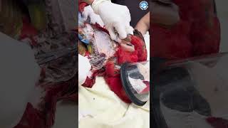 Using FISH SKIN to Treat a Severely Infected Wing! #wildlife #macaw #aww  #veterinary #vets #bird