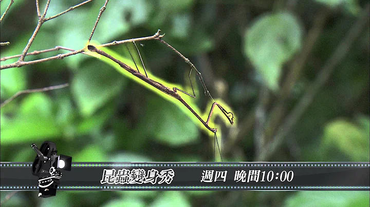 十点全纪录 -昆虫变身秀 - 天天要闻