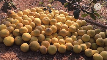 Bưởi cát quế cuối vụ(bưởi xuân vân)#freesky