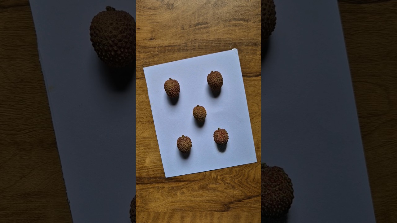 Realistic litchi fruit drawing 