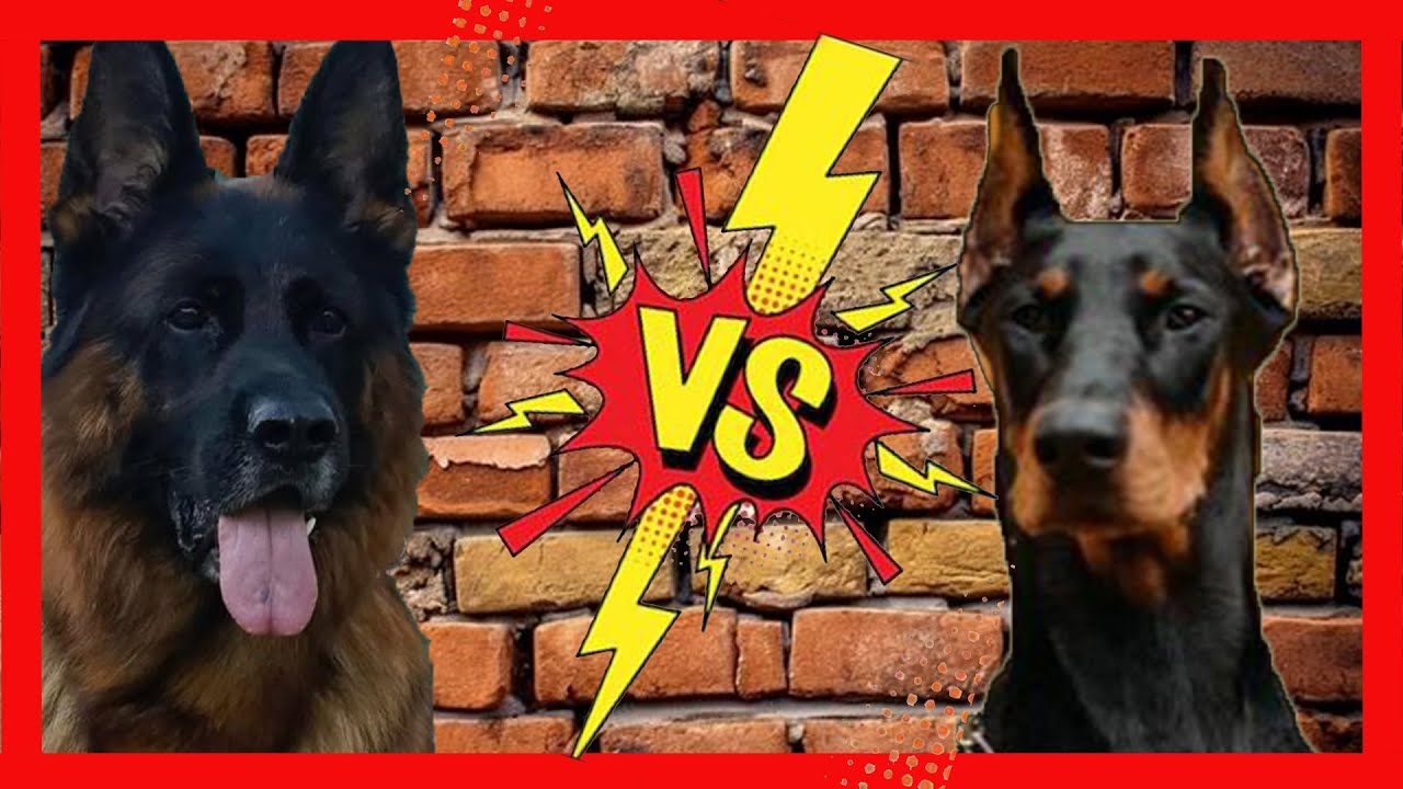 DOBERMAN VS ALMAN KURDU #almankurdu