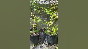 Giống cóc lùn siêu trái $45 1 cây . Trái xum xuê luôn nè !!! 727.666.4637