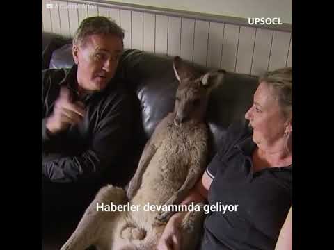 Video: Evde beslenen hayvan kepçe: Bebek kanguru vekil ile kucaklamaları, köpek toksik sakız yeme hayatta kalır.