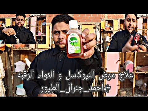 علاج النيوكاسل و التواء الرقبه بأقل التكاليف #جنرال_الطيور_احمد