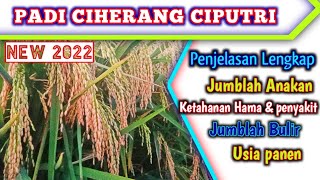 PADI CIHERANG CIPUTRI PENJELASAN LENGKAP