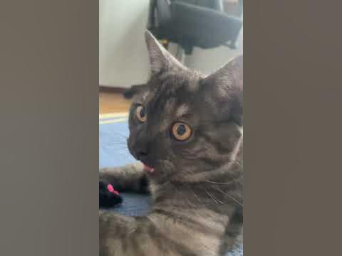 #кот #серыйкот #игра #котсэм #серый #игры #рекомендации #пёс #собака ...