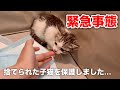 【緊急】捨てられた子猫を保護しました…