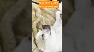 강아지💗 사무실에서 꿀잠 이건 업무방해지 #shorts