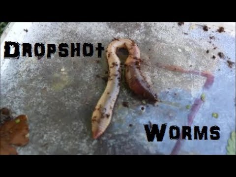 Dropshot Fishing Worms