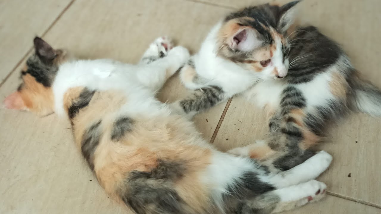 Cats & kittens are 871 & 780 & 706 & 623 & 522 & 505 & 457 & 381 & 266 & 228 & 128 &288 &222 &120&86