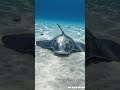 Just when you think it’s nothing… it moves 🌊 #youtubeshorts #viral #akdeepocean