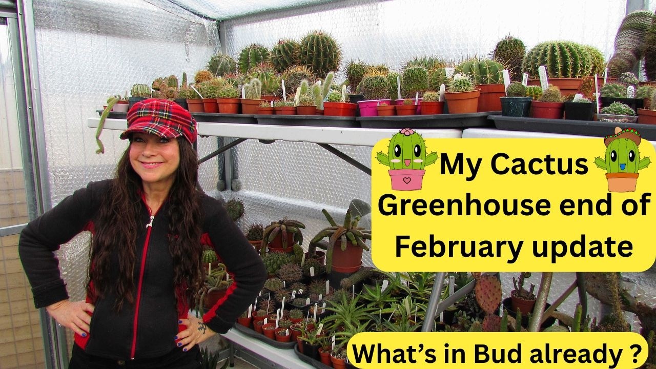 Обновление моей коллекции кактусов в теплице в конце февраля — что уже в бутонах? 