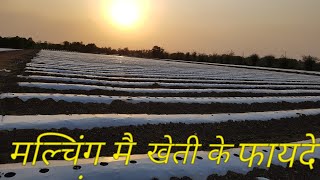 मल्चिंग मैं खेती करने के फायदे|| white mulch- silver mulch- organic mulch || मल्चिंग की पूरी जानकारी