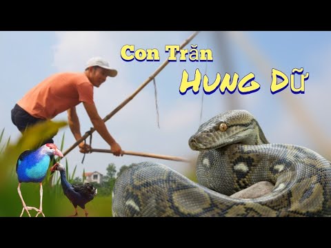 Video Đi Bắt Trích Cồ Gặp Ngay Con Trăn Hung Dữ / HIỆP CUỘI... - youtube