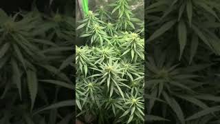 Two Great grows Starring Nukeheads Genetics & Harley Grower.....Cheers and Enjoy Everyone