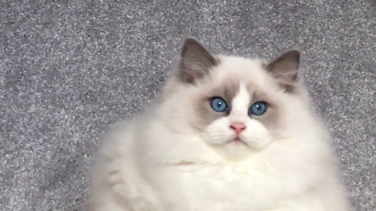 ragdoll boy