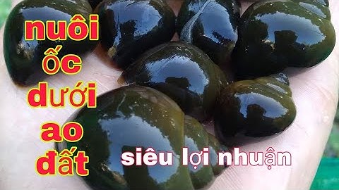 NUÔI ỐC BƯƠU ÍT VỐN LỜI NHIỀU🌹TRẠI ỐC VĂN HẢI☎️0917.700.833