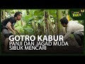 King Kobra Gotro Kabur!! - TEMAN PANJI