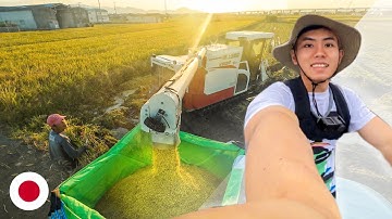 Hình Ảnh Người Nông Dân Thu Hoạch Lúa Tại Nhật Bản
