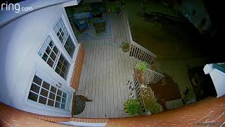 Rat Terriers vs. Raccoons
