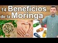 Para Que Sirve La Moringa  - 14 Beneficios que Debes Conocer