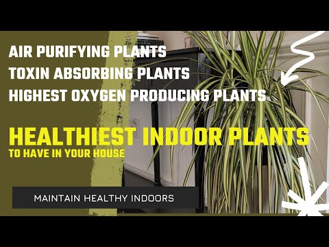 วีดีโอ: Houseplants เพื่ออากาศที่ดีขึ้น