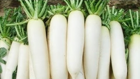 #vlog6 || Củ Cải Trắng giúp giảm mỡ máu_ chống ung thư và những thực phẩm nên tránh ăn cùng Củ Cải.