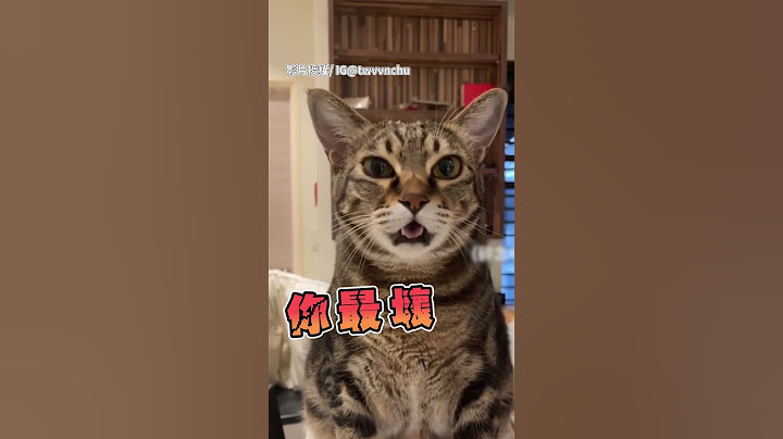 貓吃飽後的態度差別 @ChinaTimes #shorts