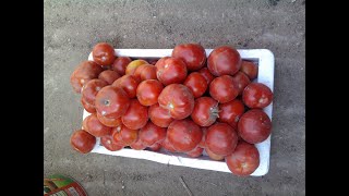 زراعة الطماطم فوق سطح المنزل