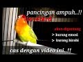 lovebird malas bunyi pancing dengan video ini // pancingan lovebird ngekek