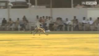England cricket warm-up match delayed by monkey pitch invasion . screenshot 4