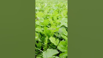 What To Plant In Small Food Plots In The Timber?! #shorts