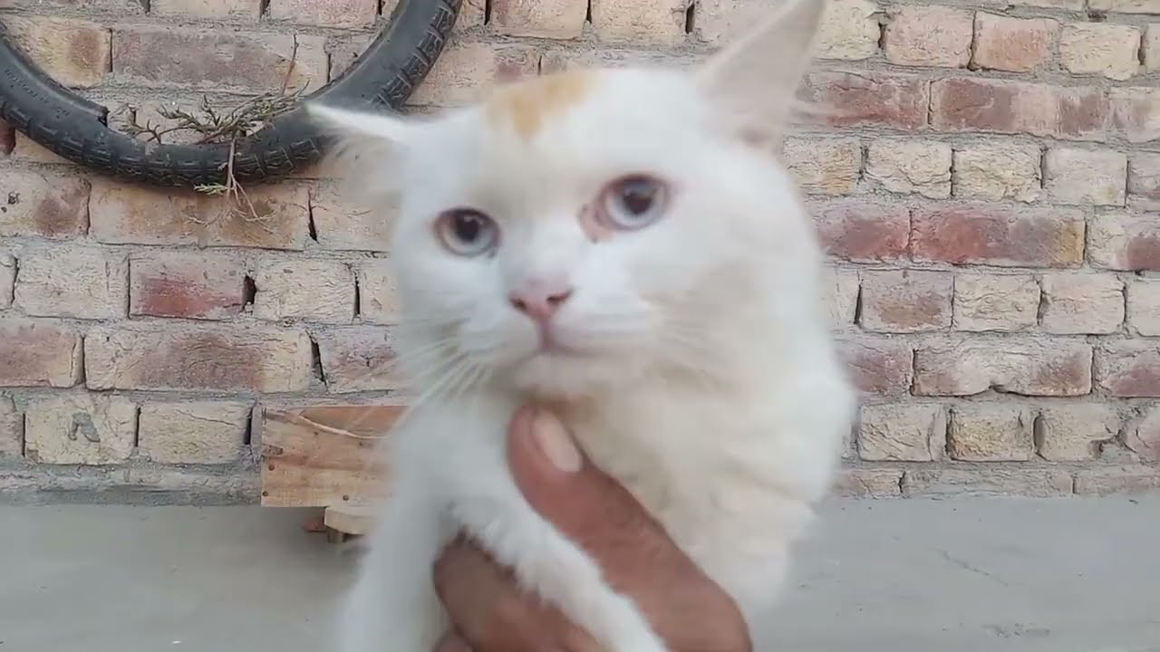 cute animals video || cat and birds vlog || birds animal info