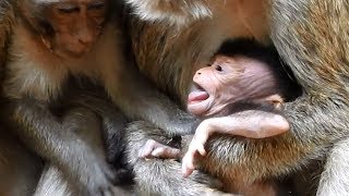 Lori baby monkey cries because other monkey do like this with him, poor baby monkey, TM #453