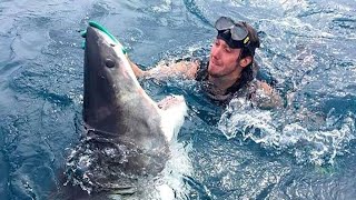 Top 10 Most Dangerous Animals In The World The Last One Is More Scary