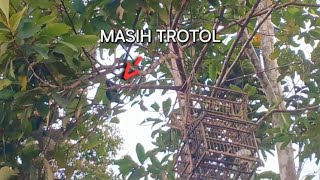 Mikat cucak ijo mini trotolan hutan sumatra