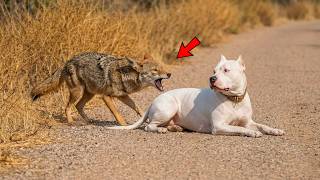 Cuando Un Coyote Entra En Territorio Equivocado Mira Lo Que Le Hizo El Pitbull