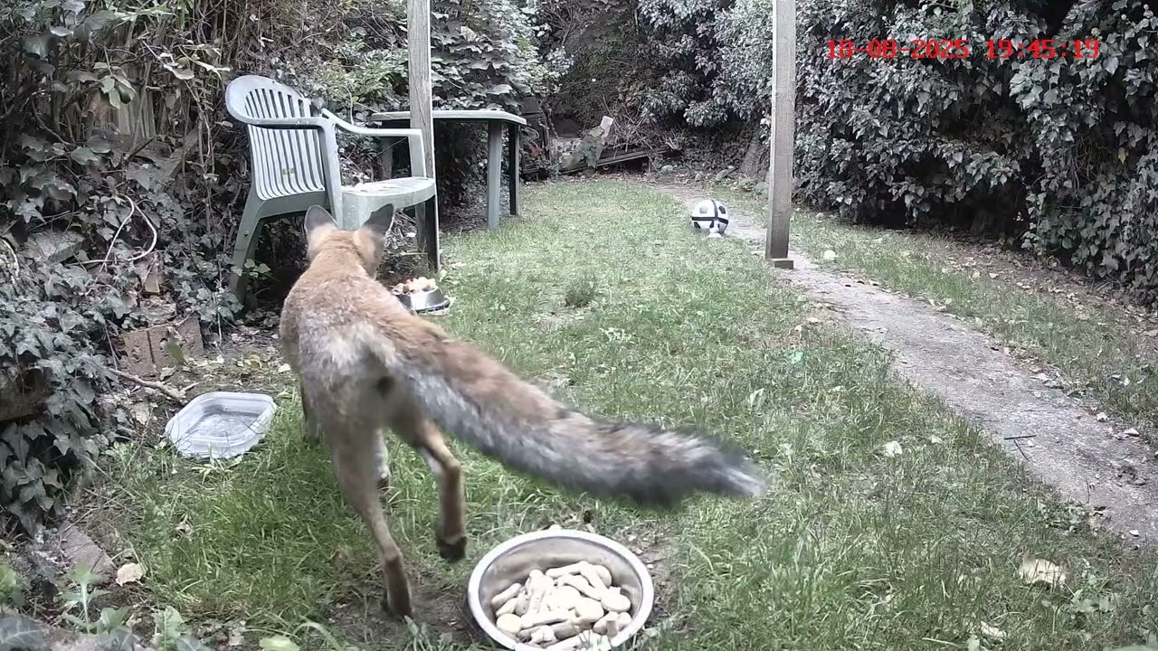 First Fox here gets the Chicken. 🦊🍗🍗🍗🤗