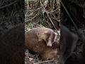クッサ凶暴なアナグマの放獣