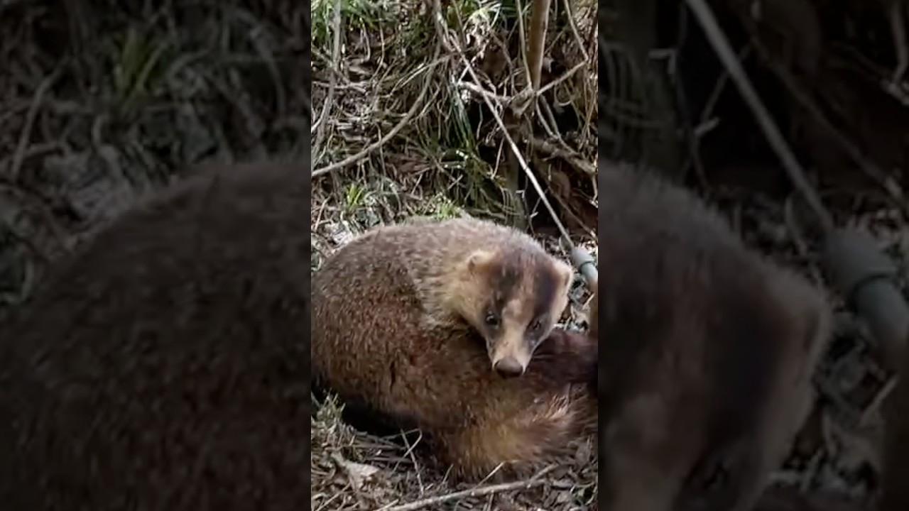 クッサ凶暴なアナグマの放獣