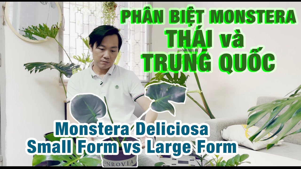 Cách Phân Biệt Trầu Bà Nam Mỹ của Thái và Trung Quốc. - youtube
