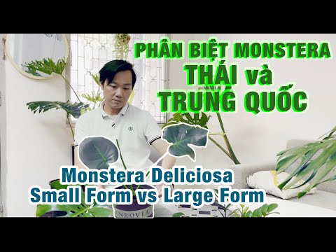 Video Cách Phân Biệt Trầu Bà Nam Mỹ của Thái và Trung Quốc. - youtube