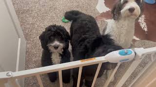 Carlson Extra Wide Walk Through Pet Gate, Pressure Mount Kit and Wall Mount Kit Review