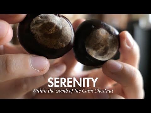 ASMR Receive Calm Reiki Energy with Chestnut Celtic Healing