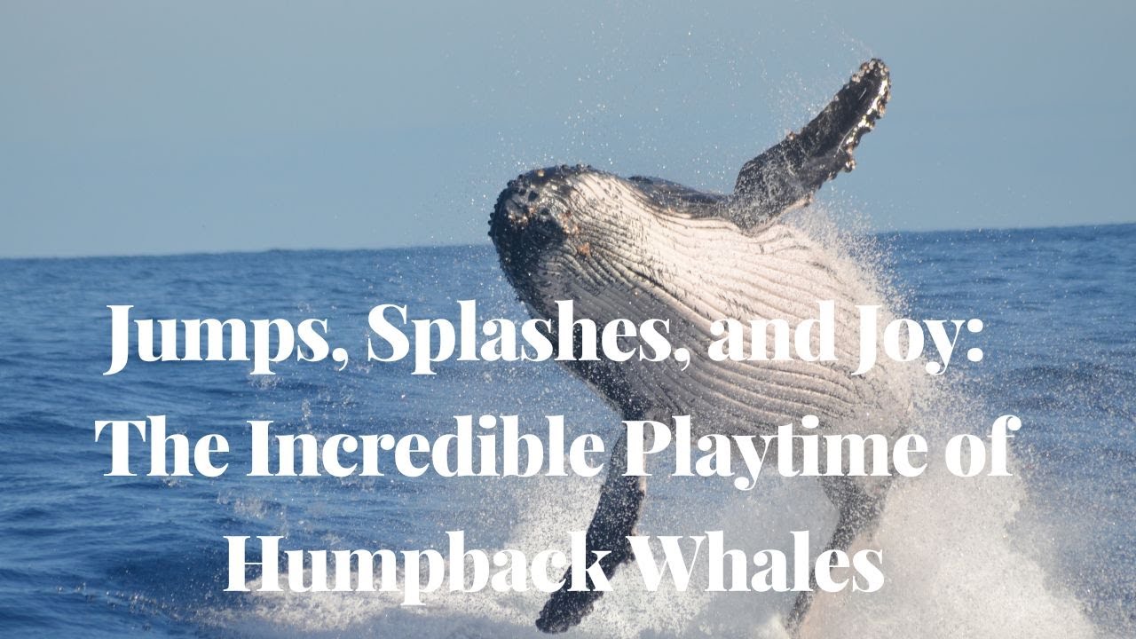 How Humpback Whales Have Fun in the Ocean